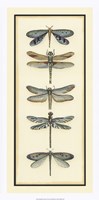 Framed Dragonfly Collector I