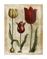 Framed Antiquarian Tulips II