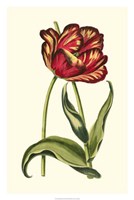 Framed Vintage Tulips VI
