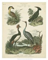 Framed Heron & Crane Species II