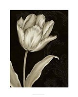 Framed Classical Tulip I