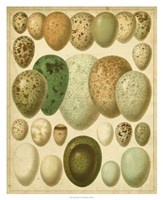 Framed Vintage Bird Eggs II