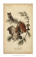 Framed Audubon Screech Owl