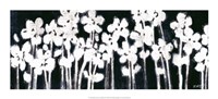 Framed White Flowers on Black II