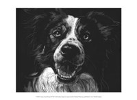 Framed Canine Scratchboard XVIII