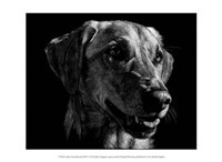 Framed Canine Scratchboard XXIV