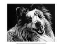 Framed Canine Scratchboard XXVI