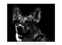 Framed Canine Scratchboard XXIX