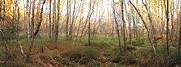 Framed Birch Forest Panorama