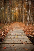 Framed Woodland Path