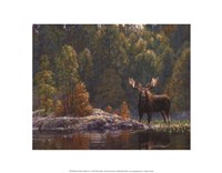 Framed North Country Moose