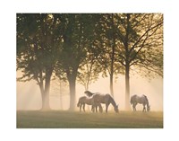 Framed Horses in the mist