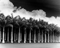 Framed White Palms, Costa Rica