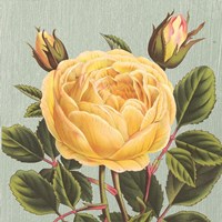 Framed Yellow Rose