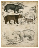 Framed Non-Embellished Species of Bear