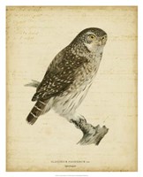 Framed Non-Embellished Vintage Owl