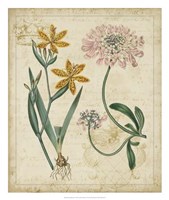 Framed Botanical Repertoire I