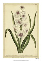 Framed Hyacinthus, Pl. CXLVIII