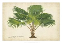 Framed Palm of the Tropics V