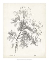 Framed Ash Tree Study