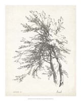 Framed Beech Tree Study