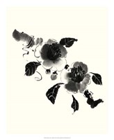 Framed Studies in Ink - Camellia