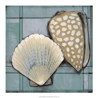 Framed Seashell Sketch I
