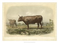 Framed Vache De Devon