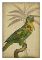 Framed Parrot and Palm II