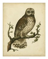 Framed Antique Nozeman Owl II