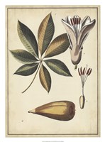 Framed Ivory Botanical Study IV