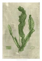 Framed Emerald Seaweed IV