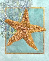 Framed Starfish and Coral