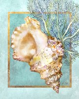 Framed Conch Shell and Coral