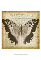 Framed Carte Postale Butterfly II