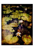 Framed Lily Ponds VIII