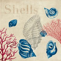 Framed Shell Study