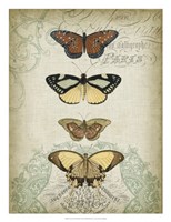 Framed Cartouche & Butterflies I