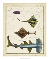 Framed Antique Rays & Fish I