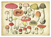 Framed Vintage Mushroom Chart