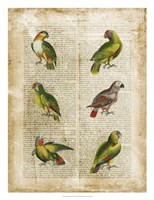 Framed Antiquarian Parrots II