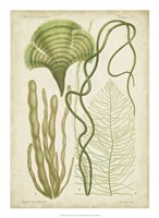 Framed Seaweed Specimen in Green II