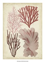 Framed Seaweed Specimen in Coral III
