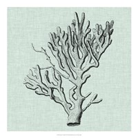 Framed Serene Coral III