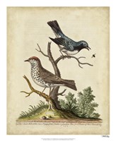 Framed Edwards Bird Pairs V