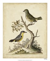 Framed Edwards Bird Pairs VII
