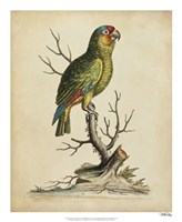 Framed Edwards Parrots III