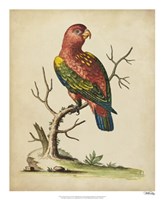 Framed Edwards Parrots IV