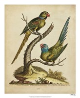 Framed Edwards Parrots V