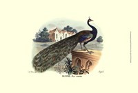 Framed Peacock